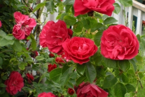 Rose 'John Cabot' 